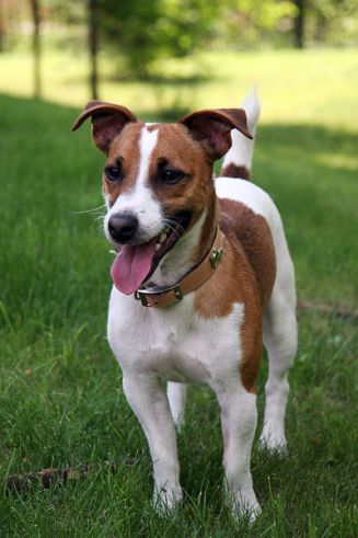 Jack Rusell Terrier